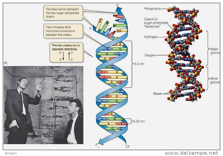 ( AN03-054  ) @      DNA Chemistry Biochemistry Gene  .   Pre-stamped Card  Postal Stationery- Articles Postaux - Chemistry