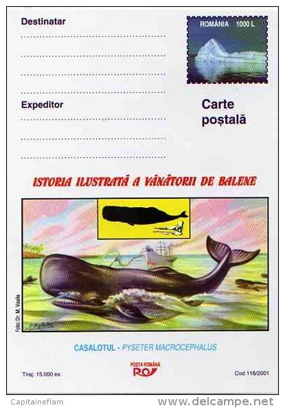 Sperm WHALE  Cachalot Baleine Wal Entier Postal Stationery Mint ROUMANIE - Balene