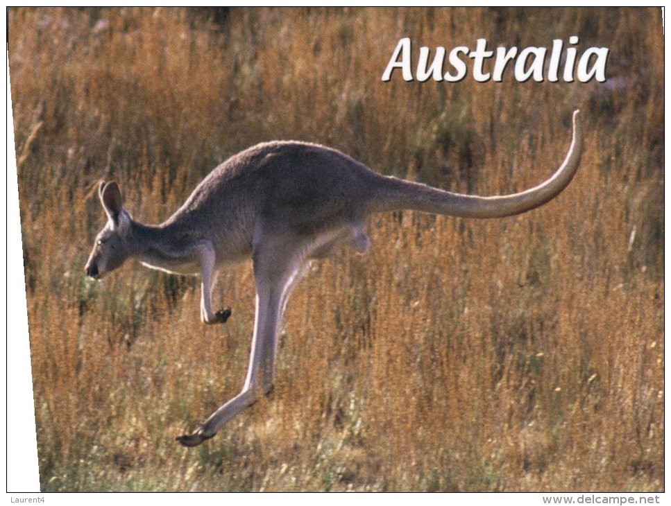 (302) Australia -  Kangaroo - Outback