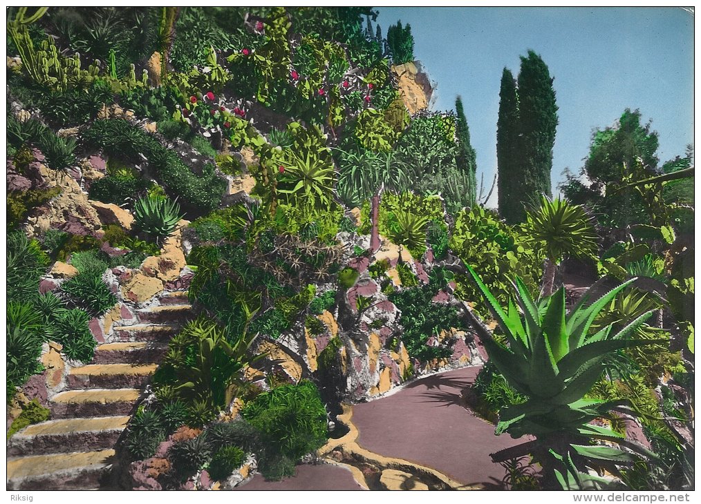 Jardin Exotique De Monaco  -  L`Allee  Des Aloes   A-1868 - Jardín Exótico