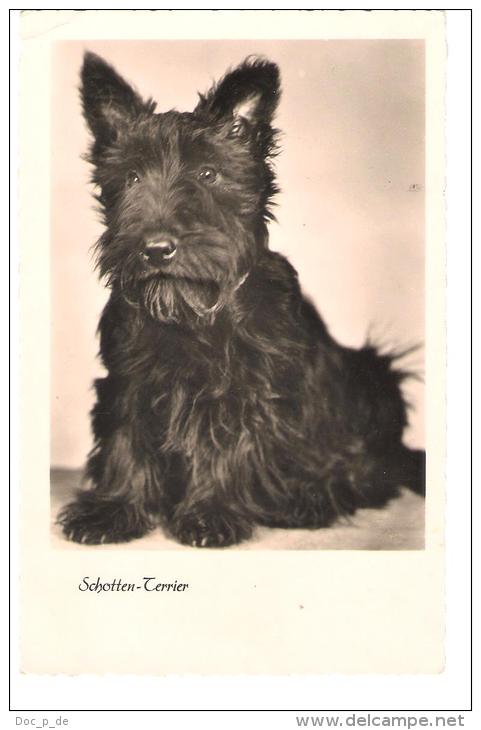 Germany - Schotten Terrier - Scottish Terrier - Dog - Hund - Cani