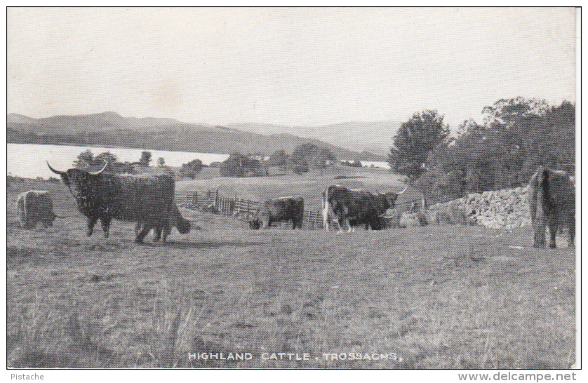 Highland Cattle - Cows - Trossachs Scotland - F.T.W. Dennis & Sons - Vaches