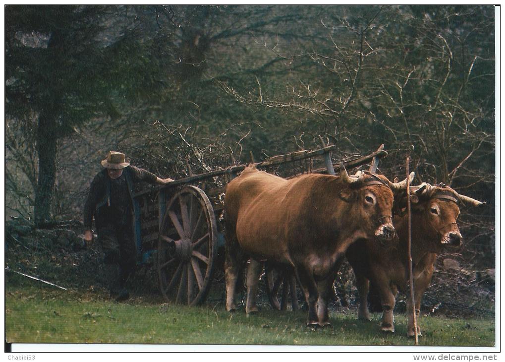 IMAGE DU LIMOUSIN PITTORESQUE - ATTELAGE DE BOEUFS - Limousin