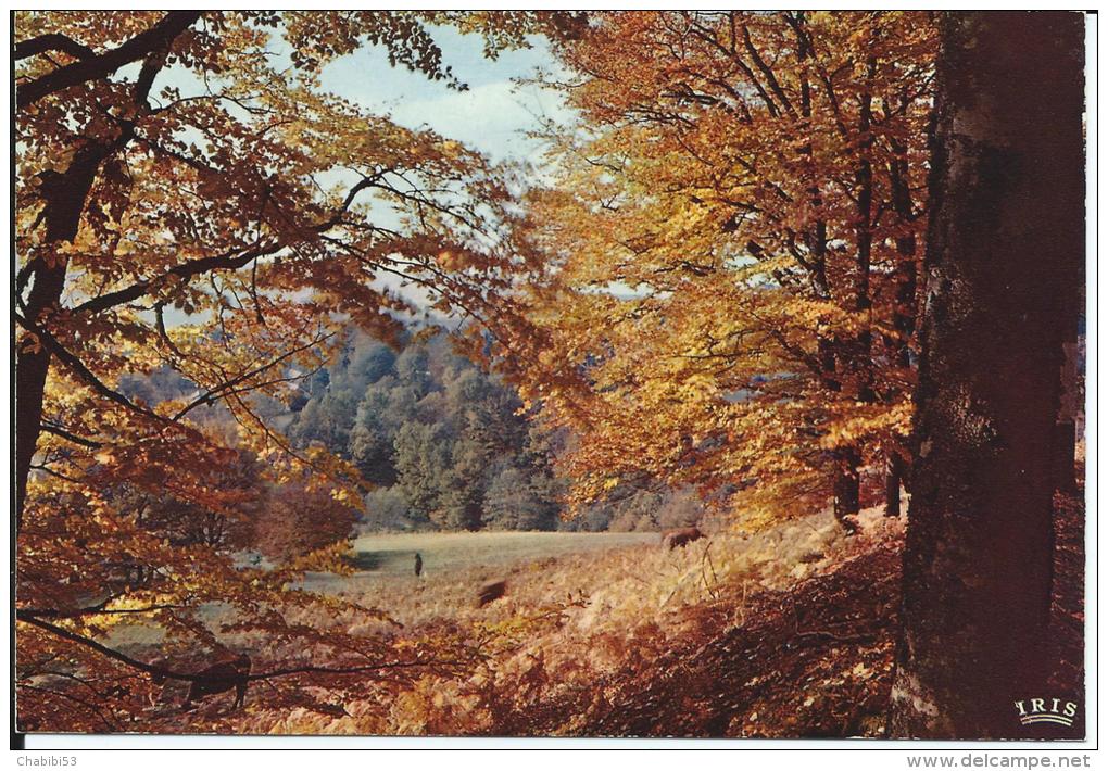 AUTOMNE EN LIMOUSIN - Limousin