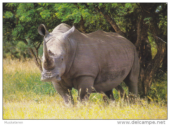 South Africa PPC White Rhinoceros Witrenoster Airmail Lugpos Par Avion Label JOHANNESBURG 1982 To Denmark (2 Scans) - Rhinozeros