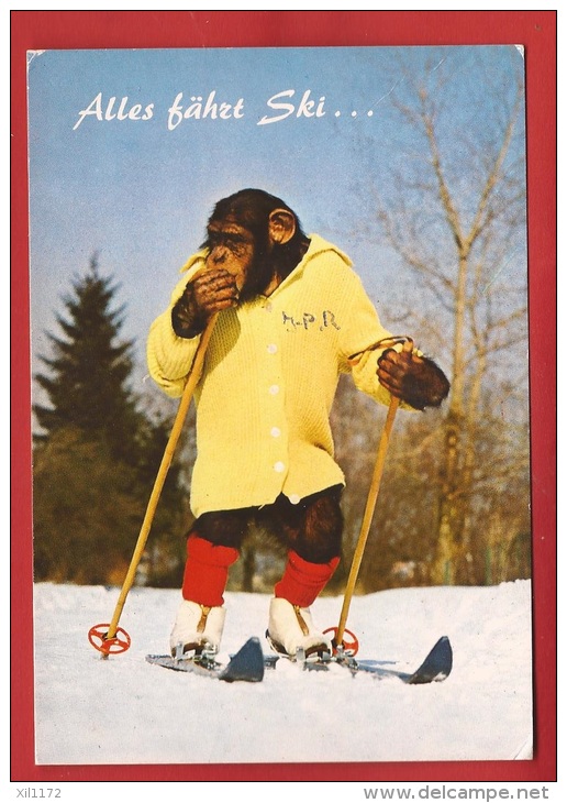 BFAN-29 Charly, Le Chimpanzé à Ski. Circulé - Singes