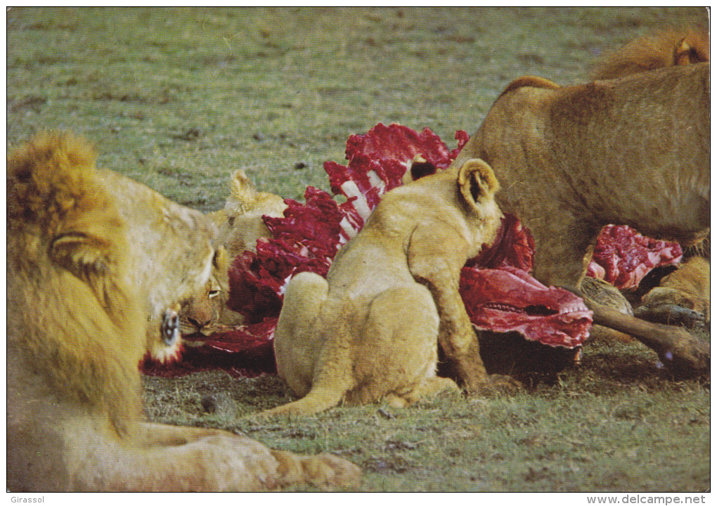 CPSM LIONS DEVORANT LEUR PROIE GORONGOSA MOZAMBIQUE - Lions