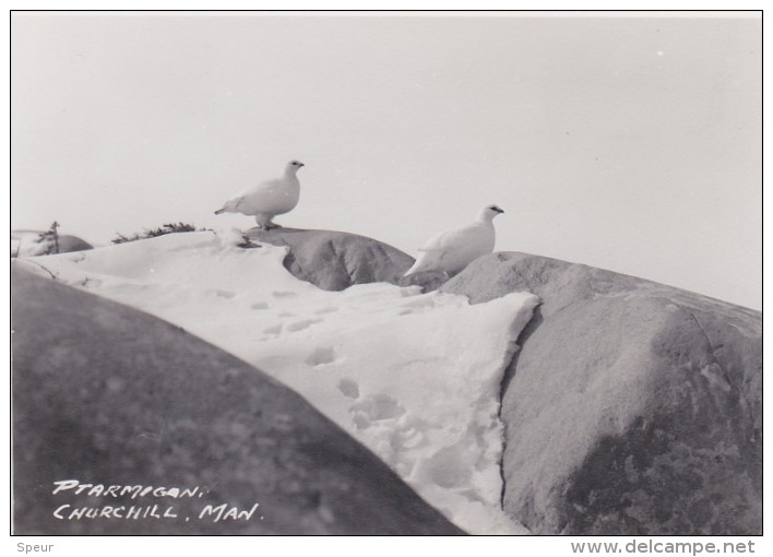 Churchill, Manitoba - Ptarmigan Birds, Older Real Photo - Churchill