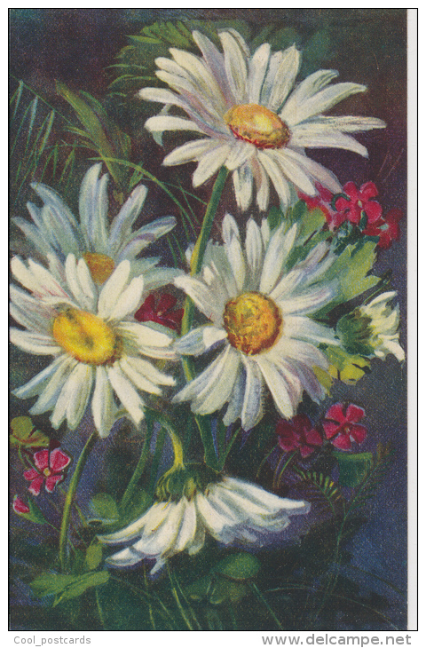 C. CHIOSTRI, FLOWERS, MARGUERITAS, MINT Cond. PC, Not Mailed 1930s, NO SIGNATURE - Chiostri, Carlo