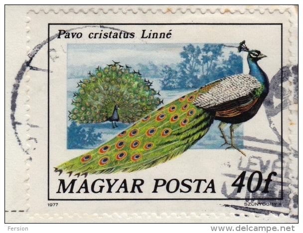 PEACOCK Bird / Birds / Peafowl (Pavo Cristatus) - Used Postcard - Hungary 1977 - Used - Budapest Martf&#369; - Pavoni