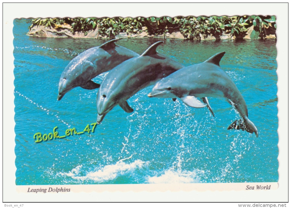 {35030} USA , Sea World , Leaping Dolphins ; Dauphins - Dauphins