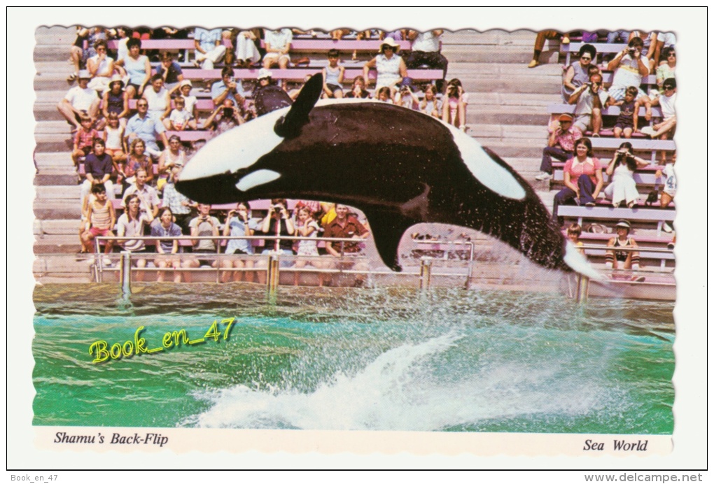 {35032} USA , Sea World , Shamu's Back Flip ; Orque - Andere & Zonder Classificatie