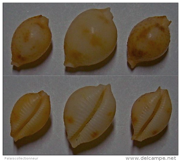 N°4902 // CYPRAEA BISTRINOTATA MEDIOCRIS  "Nelle-CALEDONIE"//F à F+: 14,7 à 18,4mm - Coquillages