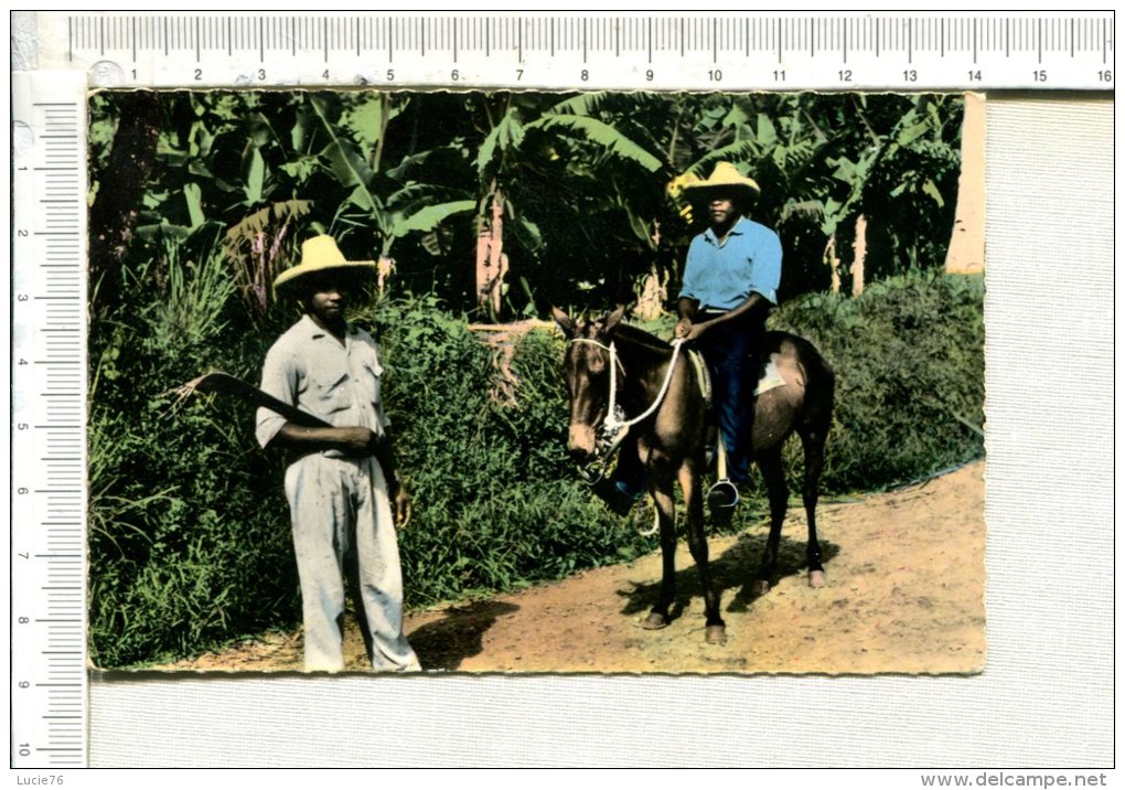 MARTINIQUE  -  Paysans  Martiniquais  -  Cheval - Autres & Non Classés