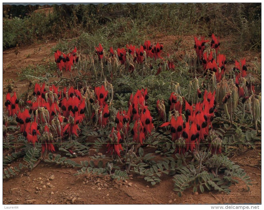 (456) Australia - Sturt's Desert Pea Flowers - Outback