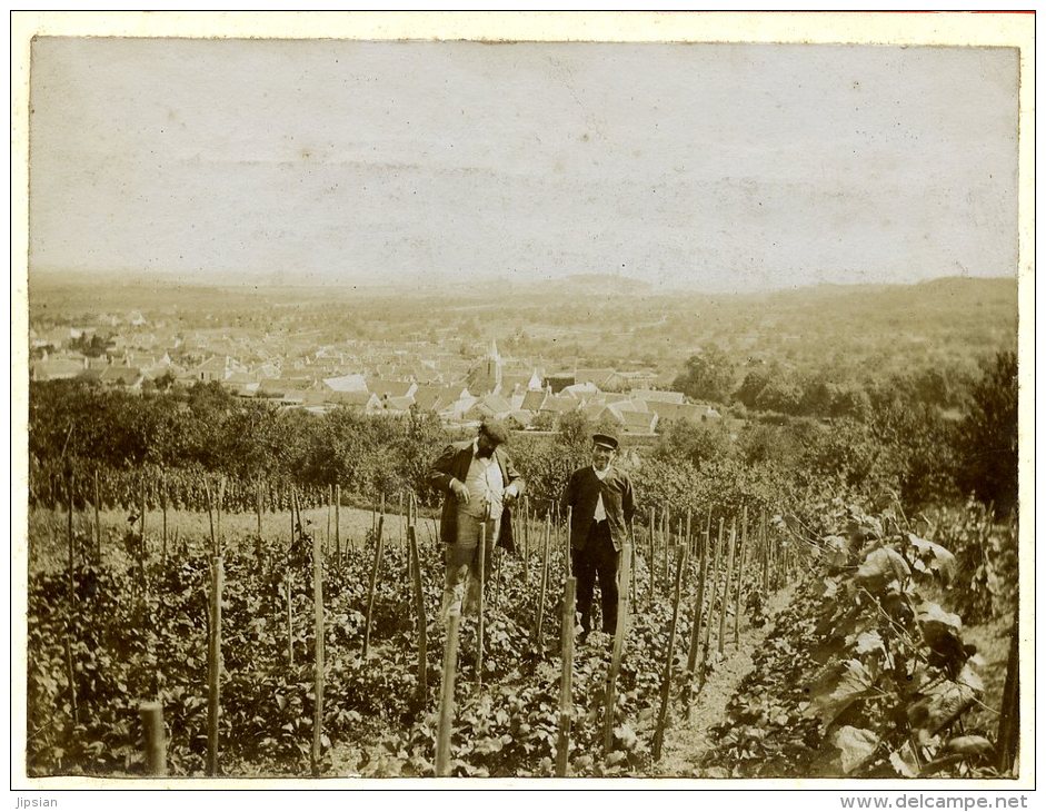 2 Photos 10,8 Cm X 8 Cm Fin 19ème 1900 Vignes Vignobles Lieu à Identifier  HRT19 - A Identifier