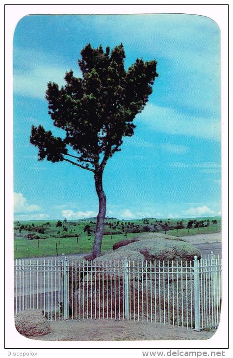 I1504 Lincoln Highway On Sherman Hill Between Cheyenne And Laramie - Tree Growing Out Of Solid Rock / Non Viaggiata - Cheyenne