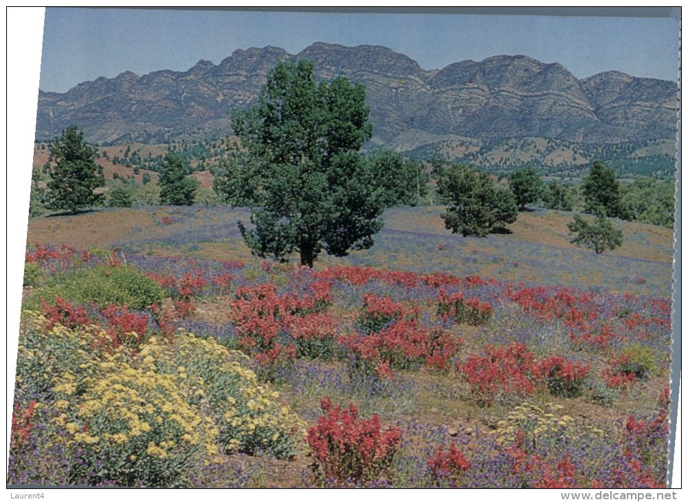 (567) Australia - SA - Elders Range - Flinders Ranges