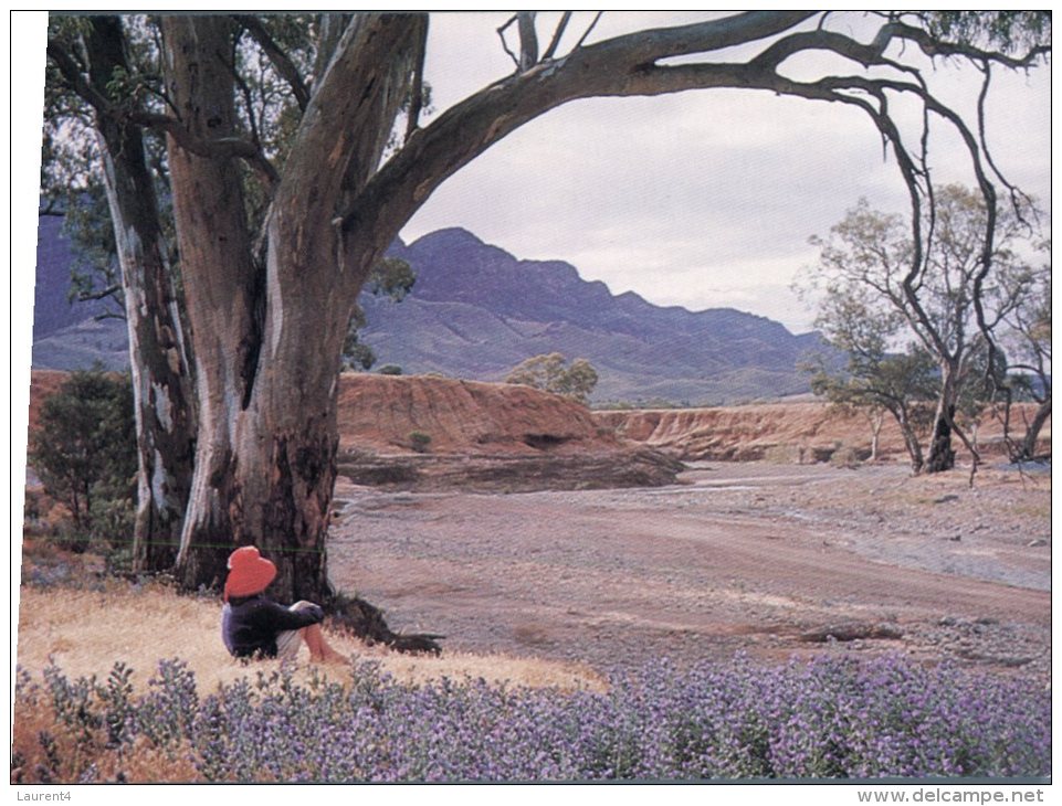 (567) Australia - SA - Wilpena Pound - Aroona Valley - Flinders Ranges