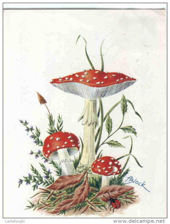 AMANITA MUSCARIA   FUNGHI FUNGI PILZE  MUSHROOM CHAMPIGNONS  SETAS  Amanita Muscaria Firmata A.Block Viaggiata - Funghi