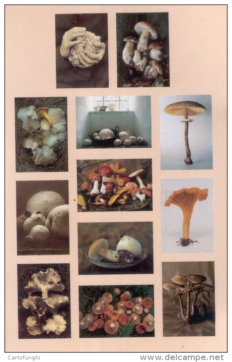 DODICI CARTOLINE  FUNGHI FUNGI PILZE  MUSHROOM CHAMPIGNONS  SETAS - Funghi