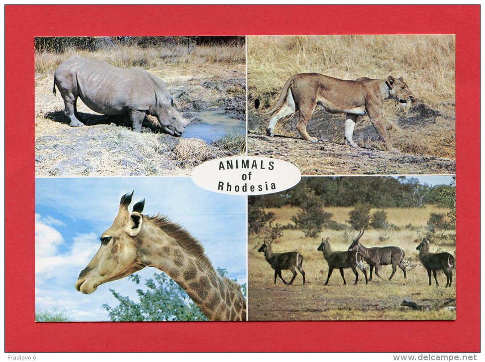 Rhodésie - Animals Of Rhodesia - White Rhinoceros - Lioness - Giraffe - Waterbuck Ram - Zimbabwe - Zimbabwe