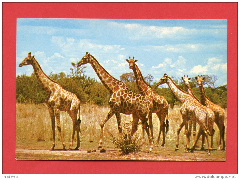 Rhodésie - Giraffes - Wankie Game Reserve - Zimbabwe - Simbabwe