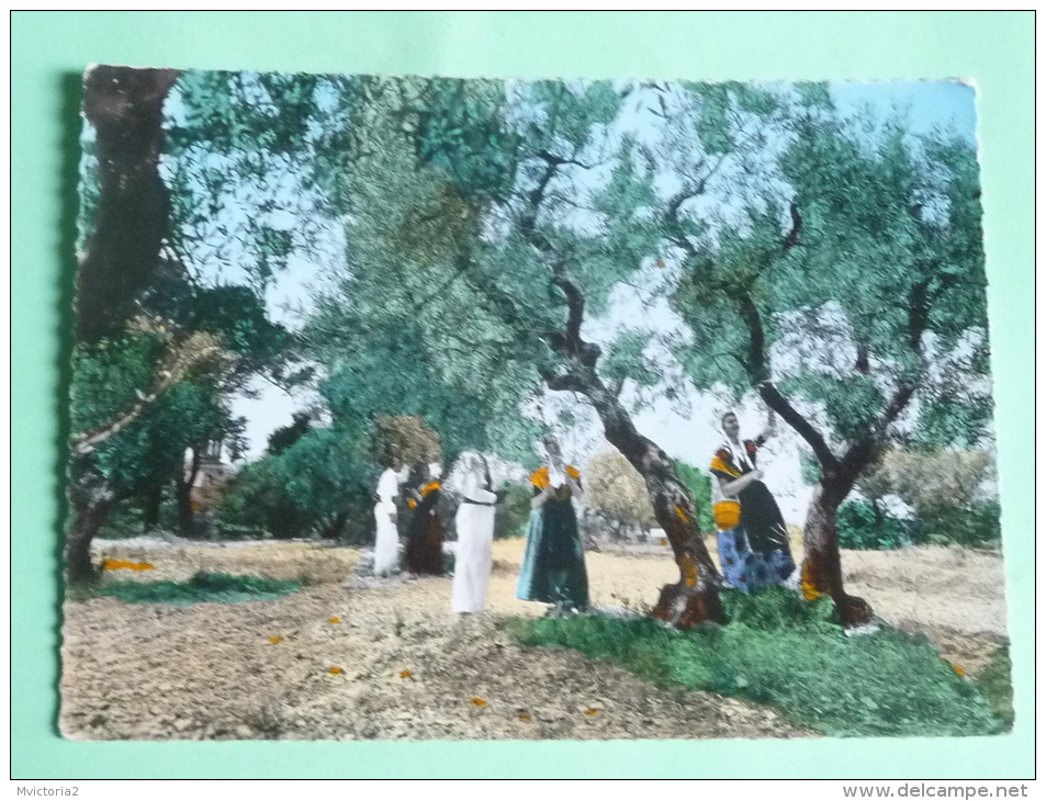 En Provence, La Cueillette Des Olives - Cultures