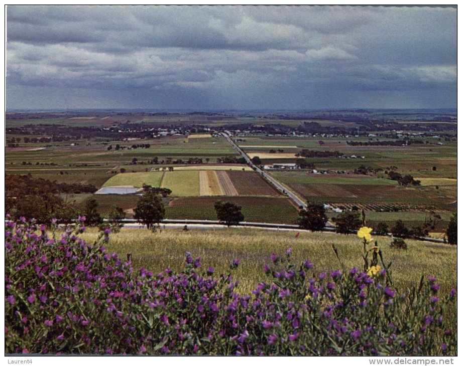 (987) Australia -  SA - Towards Tanunda - Barossa Valley