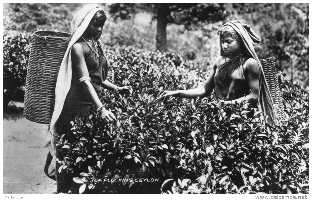 -CPSM P.F.  : TEA PLUCKING, CEYLON - Filles Ramassant Le Thé - 828 - Pakistan