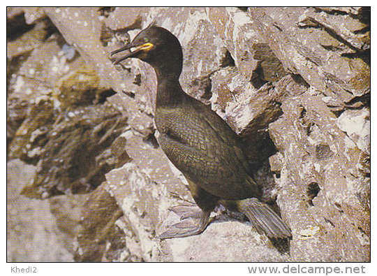 CP Suisse Sempach - Oiseau - CORMORAN HUPPE Bird - KORMORAN Vogel - MARANGONE Uccello Ave - 181 - Pájaros