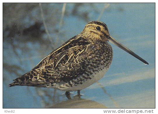 Carte Postale CP Oiseau - BECASSINE DES MARAIS / Sempach - COMMON SNIPE Bird Postcard - BEKASSINE Vogel - 186 - Oiseaux