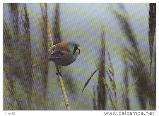 Carte Postale CP Oiseau - MESANGE A MOUSTACHES / Sempach - BEARDED TITMOUSE Bird Postcard -  MEISE Vogel Postkarte - 188 - Birds