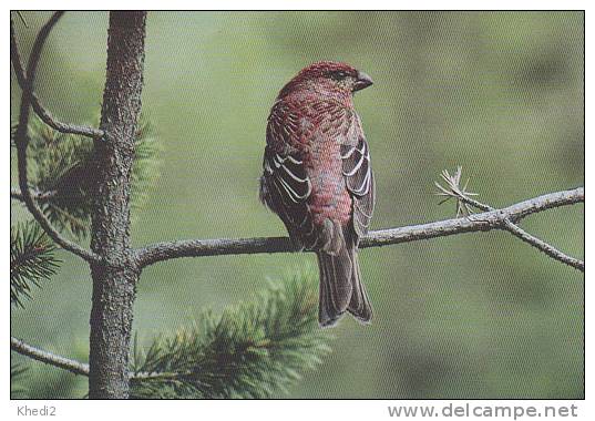 Carte Postale CP Oiseau - DURBEC DES SAPINS / Sempach - PINE GROSBEAK Bird Postcard - HAKENGIMPEL Vogel - 196 - Vögel