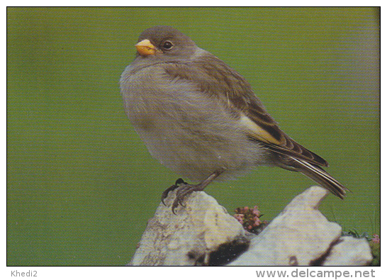 Carte Postale CP - Oiseau - NIVEROLLE - SNOW FINCH Bird Postcard -  SCHNEEFINK Vogel / Suisse Sempach - 198 - Oiseaux