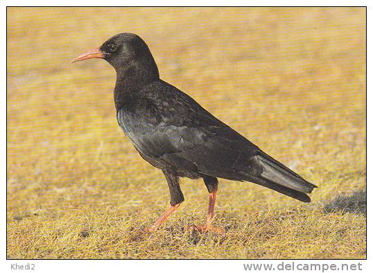 Carte Postale CP Oiseau - CRAVE A BEC ROUGE / Sempach - CHOUGH Bird Postcard - ALPENKRÄHE Vogel - 200 - Vogels