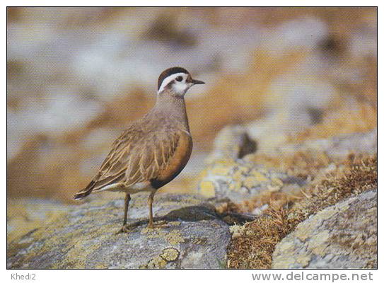 Carte Postale CP Oiseau - PLUVIER GUIGNARD / Sempach - DOTTEREL Bird Postcard - MORNELL REGENPFEIFER Vogel - 203 - Oiseaux
