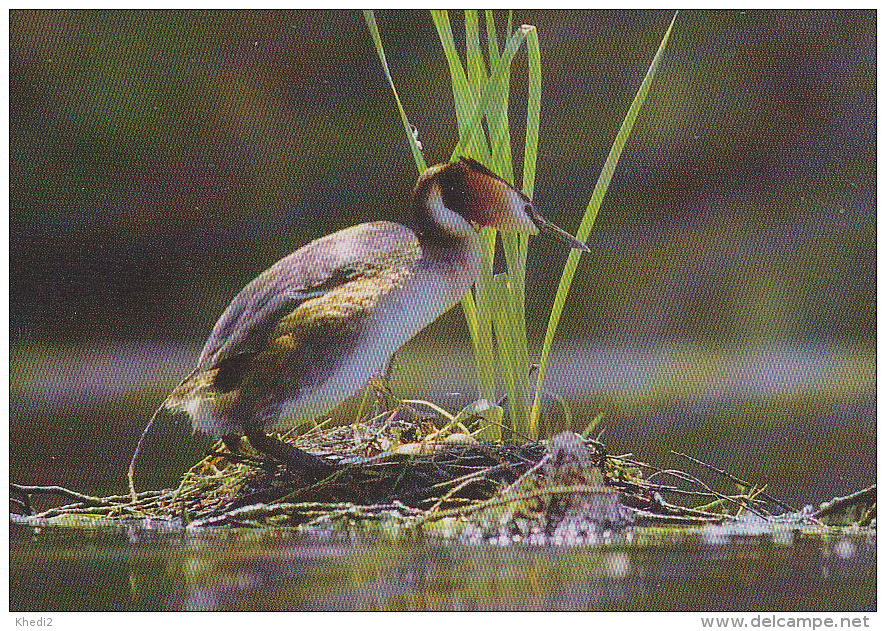 CP Suisse Sempach - Oiseau - GREBE HUPPE - GREAT CRESTED GREBE Bird - HAUBENTAUCHER Vogel - SVASSO MAGGIORE - 205 - Vogels