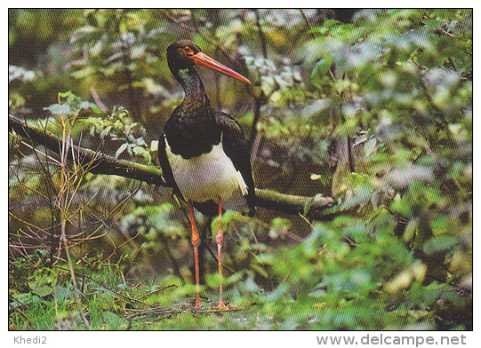 Carte Postale CP Suisse / Sempach - Oiseau - CIGOGNE NOIRE - BLACK STORK Bird Postcard - STORCH Vogel - 212 - Vögel