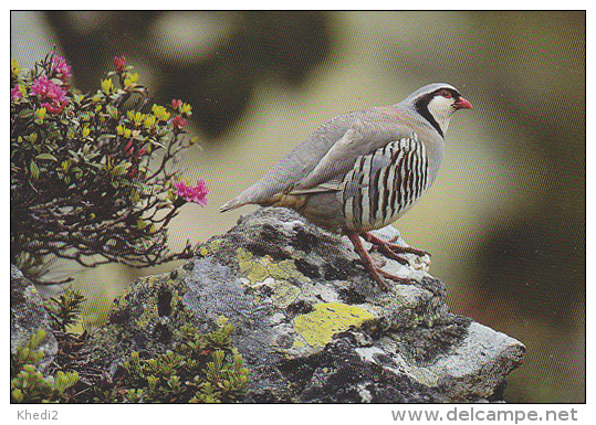 Carte Postale CP / Sempach - Oiseau - PERDRIX BARTAVELLE -  ROCK PARTRIDGE Bird Postcard - STEINHUHN Vogel - 213 - Uccelli