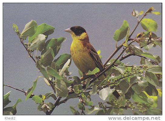 Carte Postale CP Oiseau - BRUANT MELANOCEPHALE  / Sempach - BUNTING Bird Postcard - KAPPENAMMER Vogel - 218 - Oiseaux