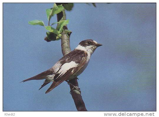 Carte Postale CP Oiseau - GOBEMOUCHE A COLLIER / Sempach - COLLARED FLYCATCHER Bird Postcard - HALSBANDSCHNÄPPER - 220 - Birds