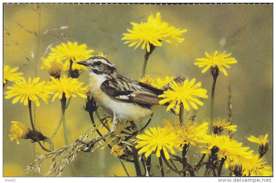 Carte Postale CP Oiseau - TRAQUET TARIER  / Sempach - WHINCHAT Bird Postcard - BRAUNKEHLCHEN Vogel - 222 - Birds