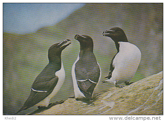 Carte Postale CP / Sempach - Oiseau - PINGOUIN TORDA - RAZORBILL Bird Postcard - TORDALK Vogel - 225 - Oiseaux