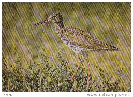 Carte Postale CP Oiseau - CHEVALIER GAMBETTE / Sempach - COMMON REDSHANK Bird Postcard - ROTSCHENKEL Vogel - 226 - Vogels
