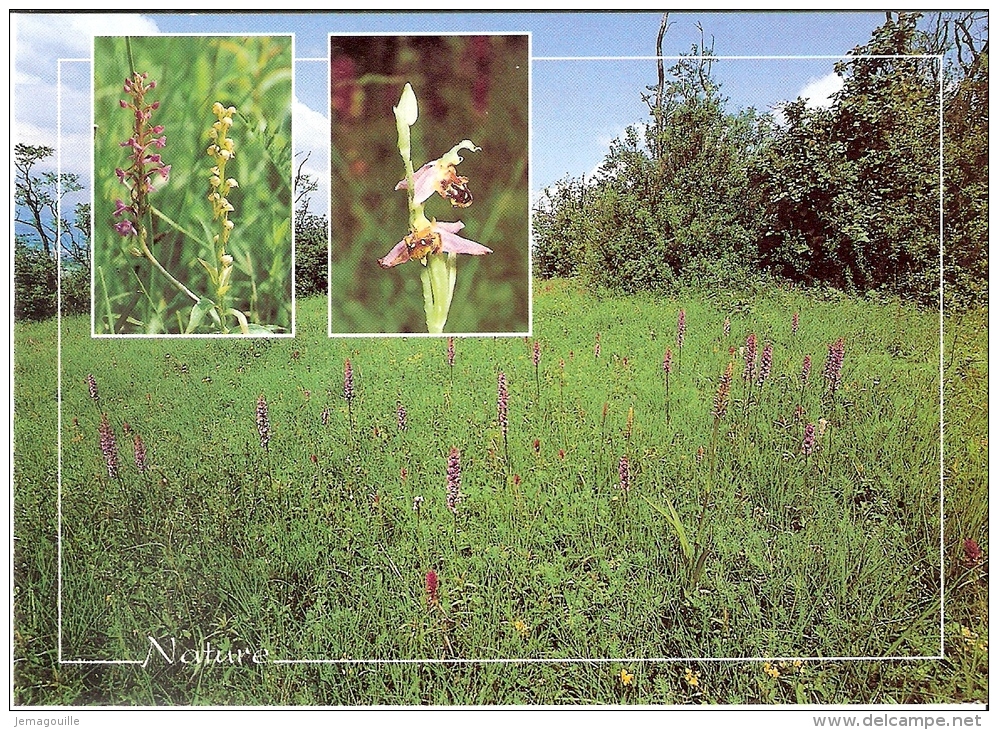 WASSELONNE 67 - Les Orchidées Sauvages Sur Le Goefberg - VM1005 - I-3 - Wasselonne