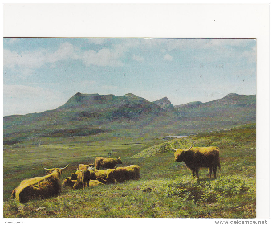 CP HIGHLAND CATTLE NEAR ULLAPOOL SCOTLAND ECOSSE - Ross & Cromarty