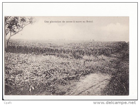 Brésil, Une Plantation De Canne à Sucre - Sonstige & Ohne Zuordnung