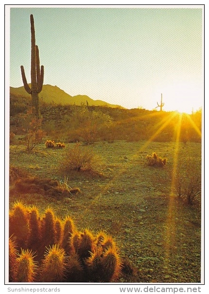 Arizona Mesa Saguaro And Hedgehog Cacti Glisten In The Morning Sun - Mesa