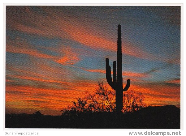 Arizona Mesa The Sonoran Desert Is Famous For Saguaro Cactus And Speatacular Sunsets - Mesa